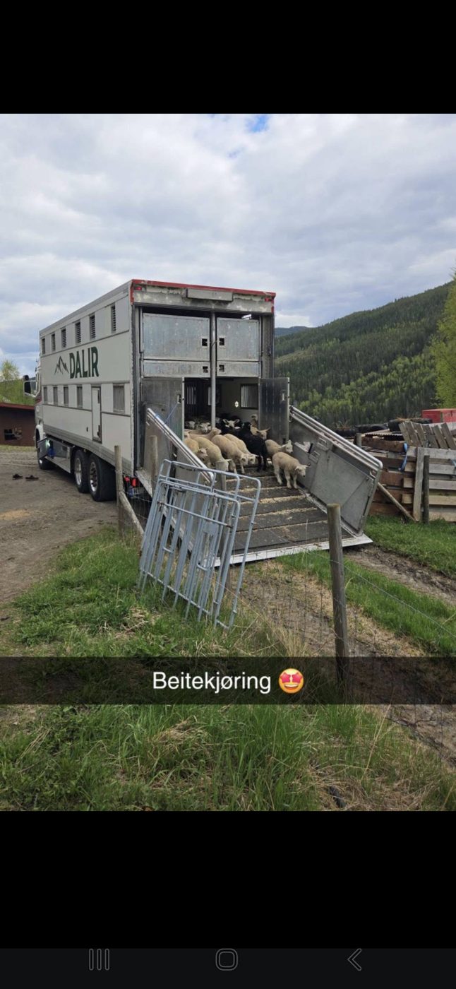 Dyretransportbil under oppdrag